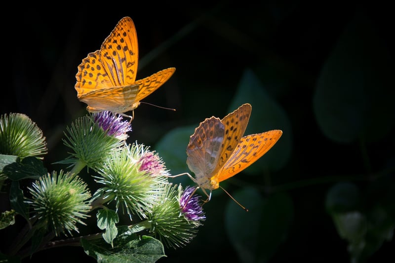 Butterfly Effect Missions
